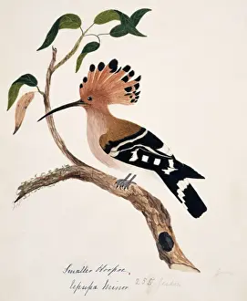 Upupa epops, common hoopoe