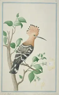 Upupa epops, common hoopoe