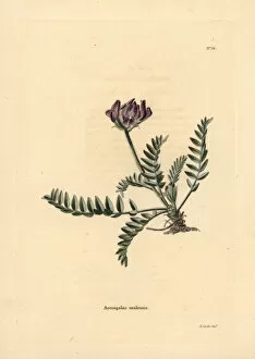 Ural axe vetch, Oxytropis uralensis