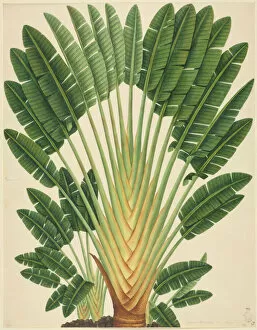 Monocotyledon Collection: Urania speciosa; Palm