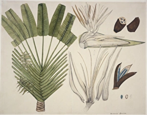 Madagascan Collection: Urania speciosa, travellers tree