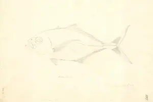 Perciform Prints: Uraspis helvolus, cottonmouth jack