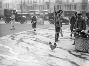 Urban Chicken