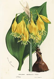 Amaryllis Gallery: Urceolina urceolata