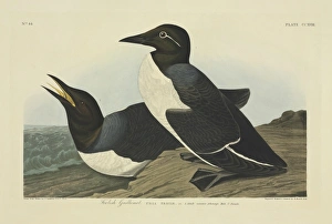 Alcidae Gallery: Uria aalge, guillemot