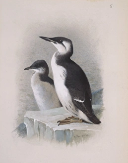 Alcidae Gallery: Uria lomvia, Brunnichs guillemot, U. aalge, guillemot