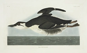 Alcidae Gallery: Uria lomvia, thick-billed murre