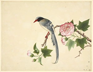 Urocissa erythrorhyncha, red-billed blue magpie