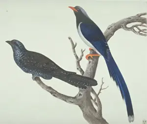 Urocissa erythrorhyncha, red-billed blue magpie