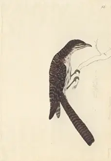 Urodynamis taitensis, long-tailed koel