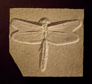 Odonata Collection: Urogomphus eximus, fossil dragonfly