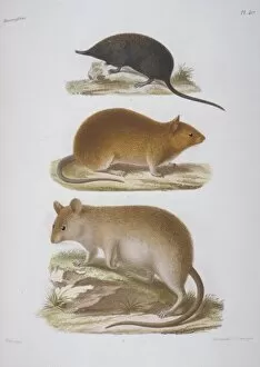 Apodemus Gallery: Uropsilus soricipes, shrew mole; Mus chevrieri