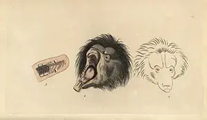 Ursiform sloth, ursine bradypus or sloth bear