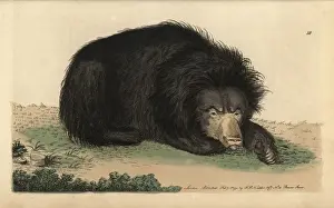 Polydore Prints: Ursiform sloth, ursine bradypus or sloth bear
