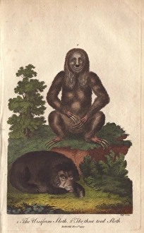 Ursiform sloth, Ursus labiatus, and three-toed Ursiform sloth, Ursus labiatus, and three-toed