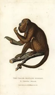 Ursine howler monkey, Alouatta arctoidea