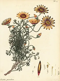 Henry Andrews Prints: Ursinia speciosa