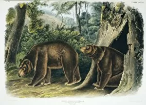 Ursus americanus, American black bear