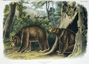Cinnamon Prints: Ursus americanus, American black bear