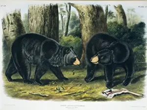 Ursus americanus, American black bear