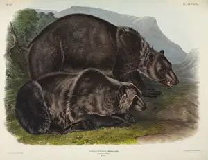 1790 1874 Prints: Ursus arctos, grizzly bear