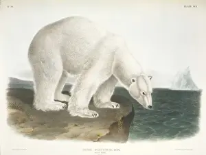 Ursus maritimus, polar bear