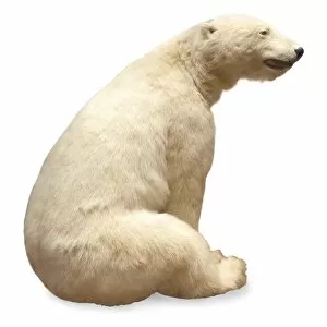 Ursus maritimus, Polar bear