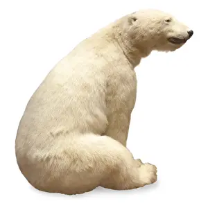 Briggs Prints: Ursus maritimus, Polar bear