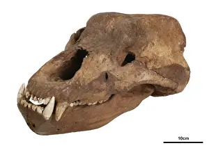 Arctoidea Prints: Ursus spelaeus, cave bear