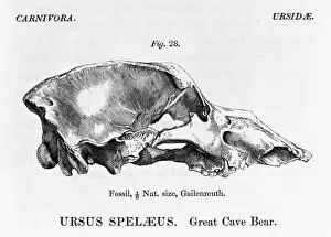 1804 1892 Collection: Ursus speleaus, great cave bear