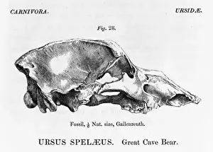 1804 1892 Prints: Ursus speleaus, great cave bear