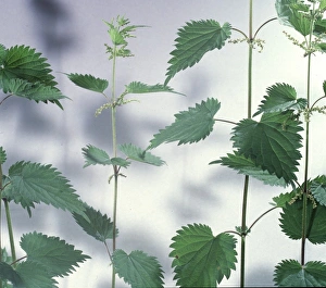 Antiseptic Collection: Urtica dioica, stinging nettle