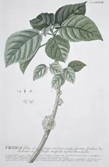 Urtica foliis, nettles