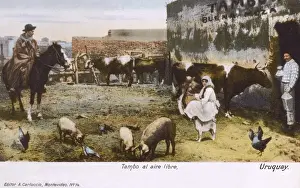 Milking Prints: Uruguay - Cattle ranch - Farmyard scene