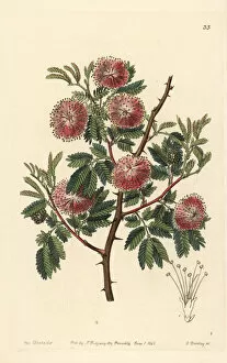 Lindley Collection: Uruguay mimosa, Mimosa uruguensis