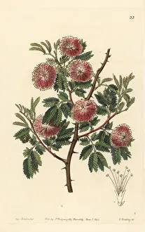 Sydenham Prints: Uruguay mimosa, Mimosa uruguensis