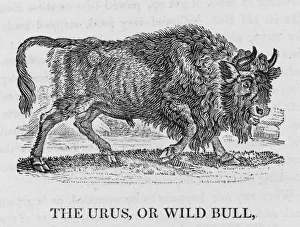 Ain T Gallery: Urus (Bewick)