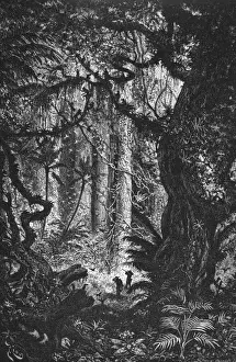 Dense Prints: Urwald in Esmeraldas