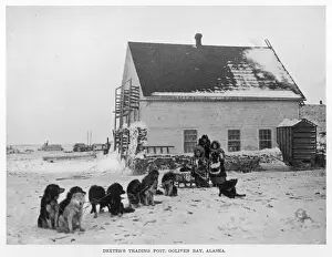 Huskies Prints: USA / Alaska / Goliven Bay