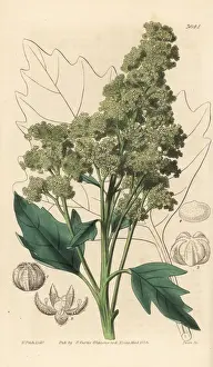 Useful quinoa, Chenopodium quinoa