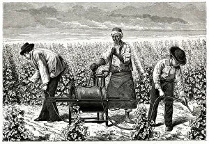 Using Riley spray on greenfly in a vineyard, Algeria 1885
