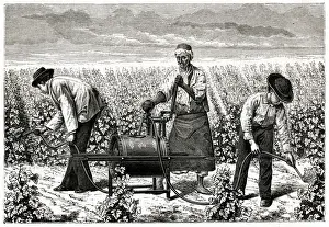 Vines Prints: Using Riley spray on greenfly in a vineyard, Algeria 1885