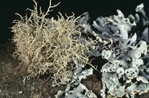 Protista Collection: Usnea inflata, beard lichen