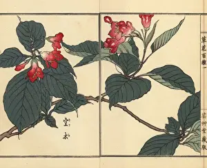Kusabanahyakushu Prints: Utsugi or crenate deutzia, Deutzia crenata