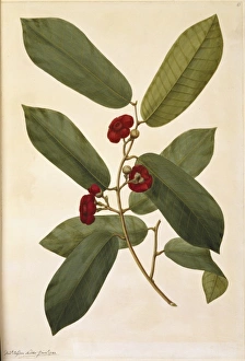 Annonaceae Gallery: Uvaria littoralis, pepisang