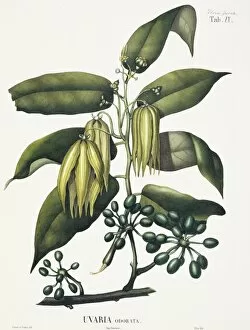 Annonaceae Gallery: Uvaria odorata, ylang-ylang tree