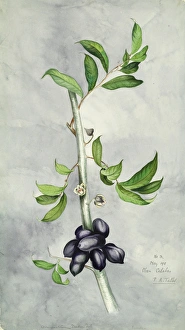 Women Artists Collection: Uvariastrum zenkeri