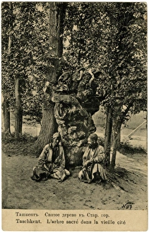 Images Dated 22nd April 2016: Uzbekistan - Tashkent - Sitting beneath ancient Sacred Tree