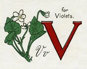 Kiddiewiddies Prints: V for Violets