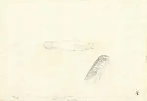 Johann George Adam Prints: Valenciennea strigata, blueband goby
